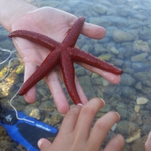 Étoile de mer en Croatie pêché par Mathieu