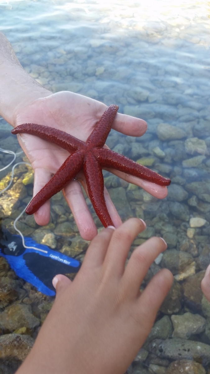 Étoile de mer en Croatie pêché par Mathieu