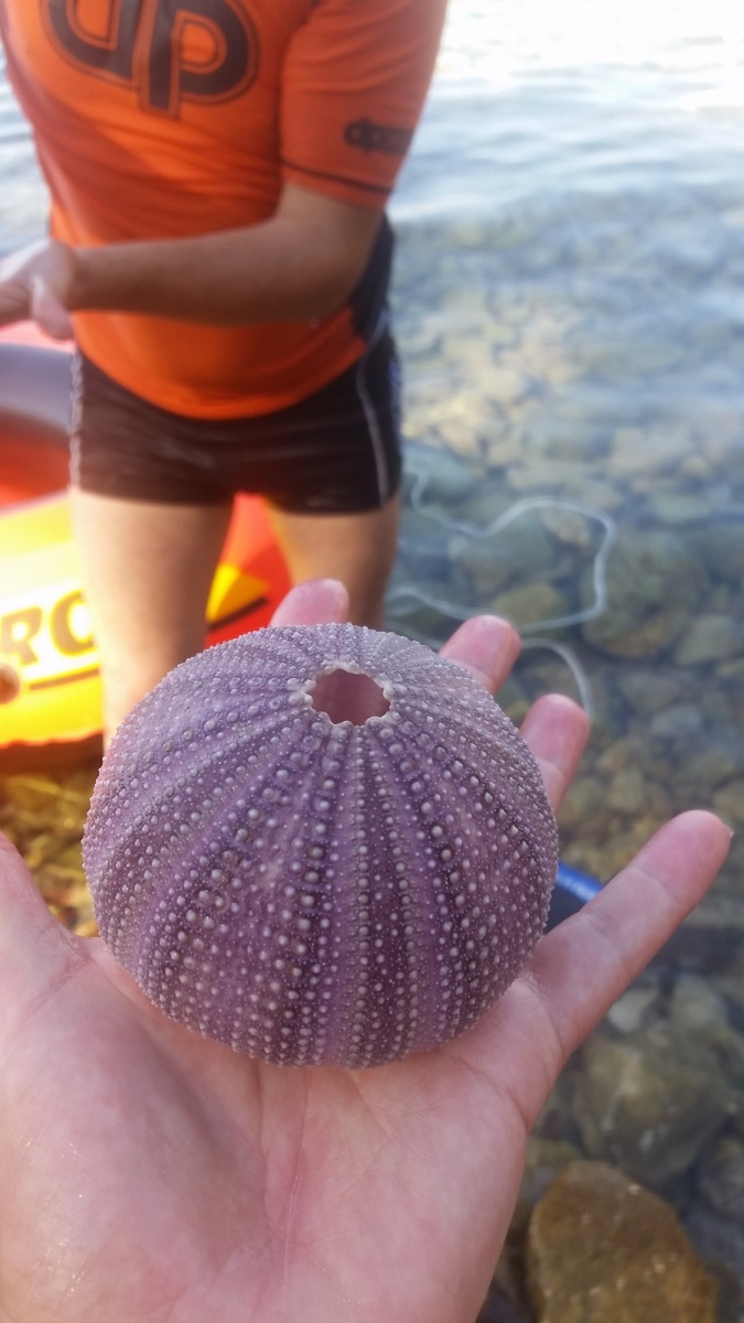 Coquillage d'un oursin trouvé par Mathieu
