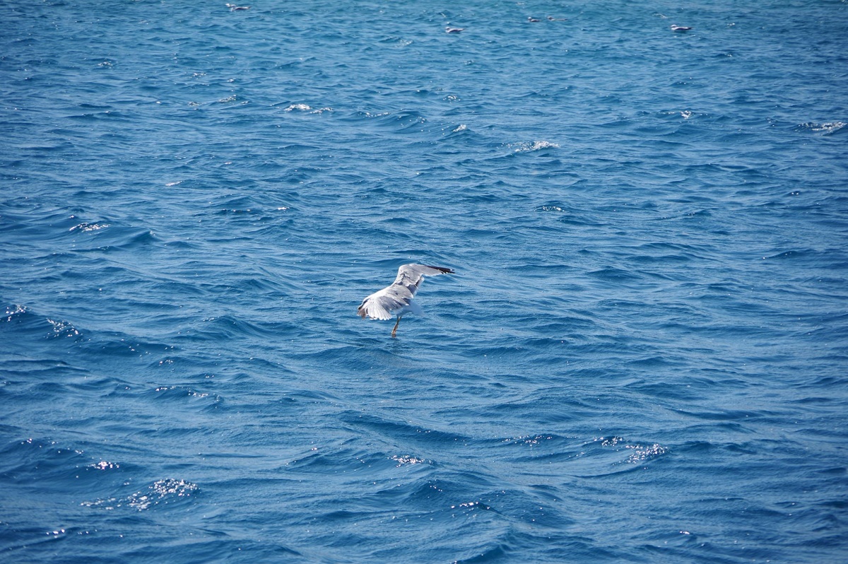 Mouette