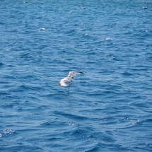 Mouette