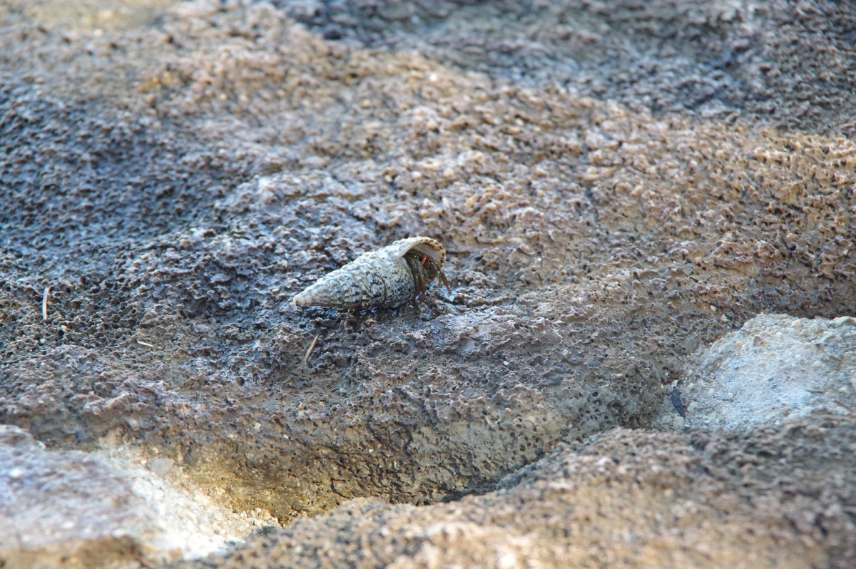 animaux en croatie