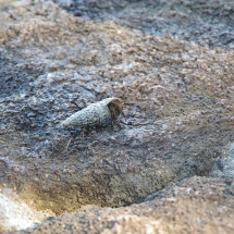 animaux en croatie