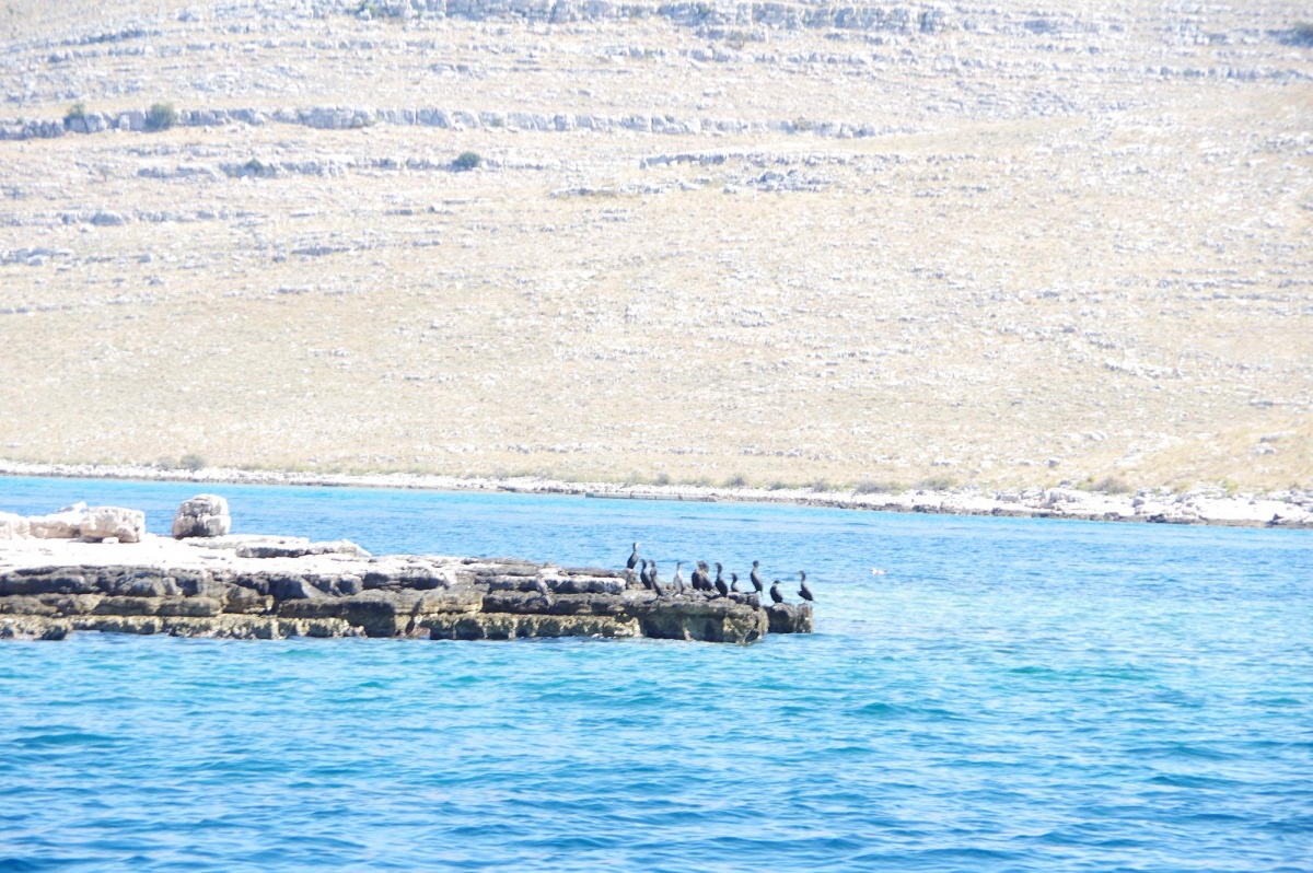 Non ce ne sont pas ds pinguins