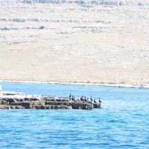 Non ce ne sont pas ds pinguins