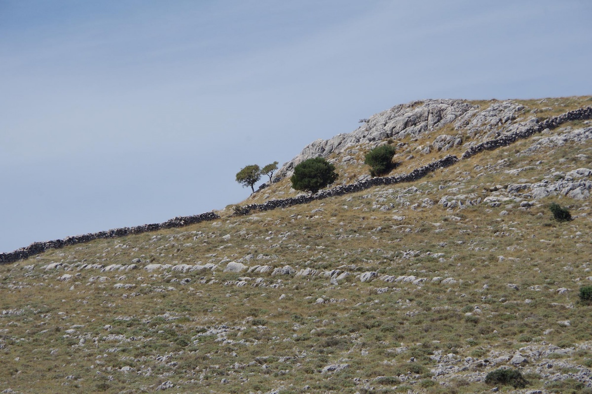 Ils sont ou les moutons?