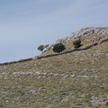 Ils sont ou les moutons?