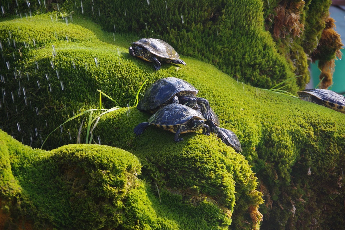 Les tortues suicidaires