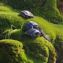 Les tortues suicidaires