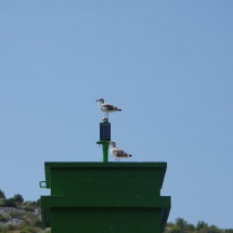 Mouettes