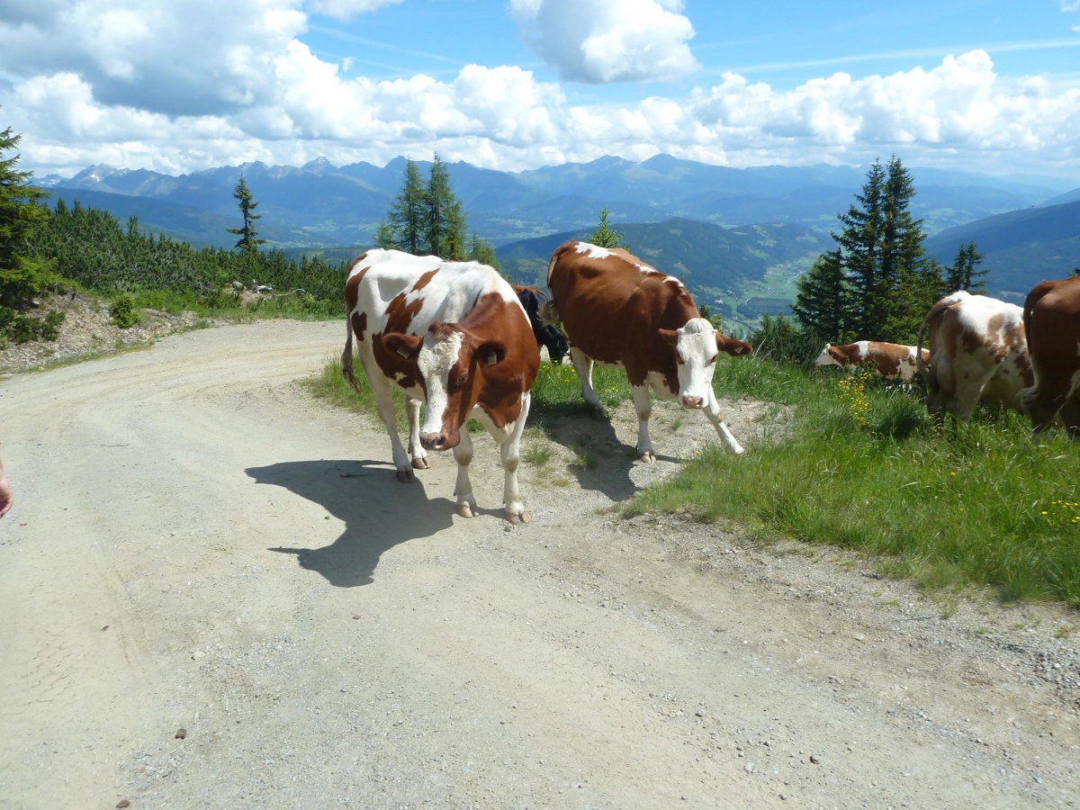 Les vaches an Autriche