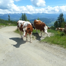 Les vaches an Autriche