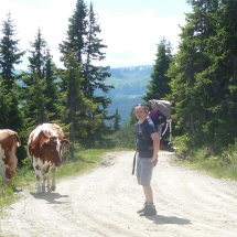 Les vaches en liberté dans les montagnes
