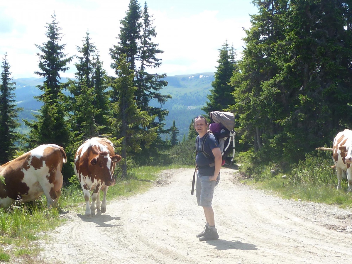 Mathieu et les vaches