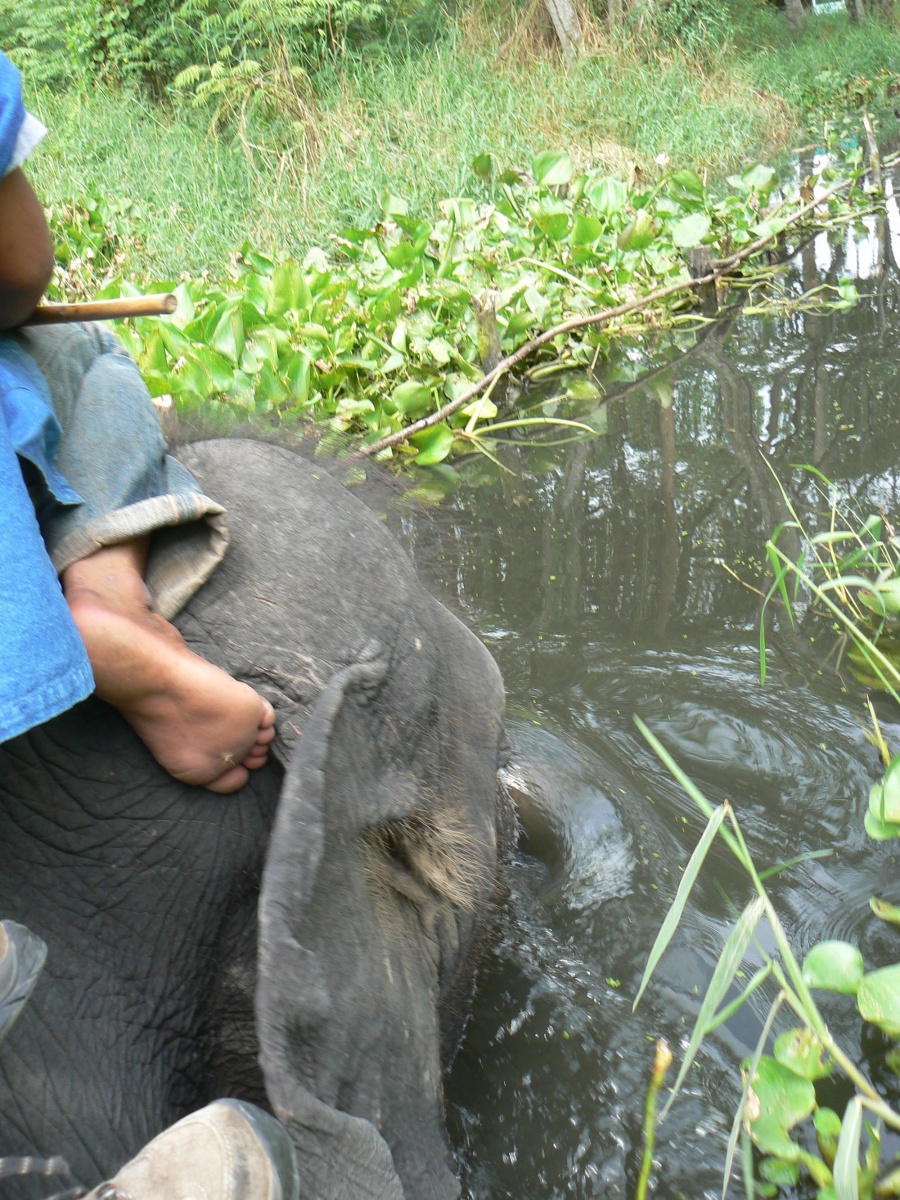 Sur l'éléphant quand on passe à l'eau