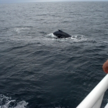 usa-baleine-cape-code-01