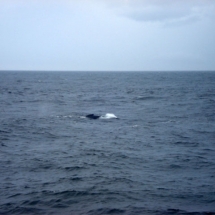 usa-baleine-cape-code-02