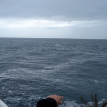 usa-baleine-cape-code-03