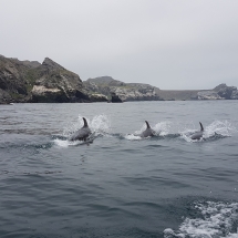 Dauphins au Chilé